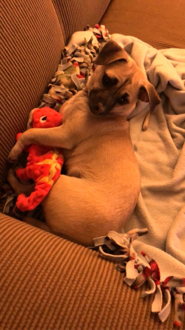 /Images/uploads/Louies Legacy Animal Rescue/cutest-rescue-pet-2023/entries/28104thumb.jpg